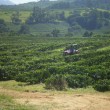 Fotos Fazenda Aliança