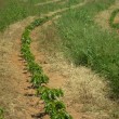 Fotos Fazenda Aliança