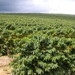 Fotos Fazenda Aliança
