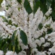 Fotos Fazenda Aliança