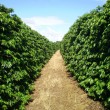 Fotos Fazenda Aliança