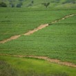Fotos Fazenda Aliança