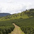 Fotos Fazenda Aliança