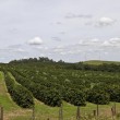 Fotos Fazenda Aliança