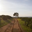 Fotos Fazenda Aliança