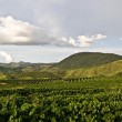 Fotos Fazenda Aliança
