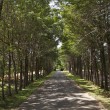 Fotos Fazenda Aliança