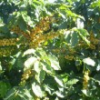 Fotos Fazenda Aliança