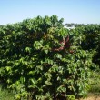 Fotos Fazenda Aliança