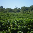 Fotos Fazenda Aliança