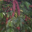 Fotos Fazenda Aliança