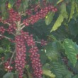 Fotos Fazenda Aliança