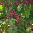 Fotos Fazenda Aliança