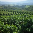 Fotos Fazenda Aliança