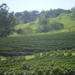 Fotos Fazenda Aliança