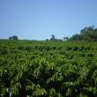 Fotos Fazenda Aliança