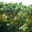 Fotos Fazenda Aliança