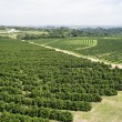 Fotos Fazenda Aliança