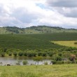 Fotos Fazenda Aliança