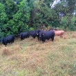 Fotos Fazenda Aliança