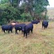 Fotos Fazenda Aliança