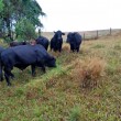 Fotos Fazenda Aliança