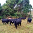 Fotos Fazenda Aliança
