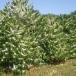 Fotos Fazenda Aliança