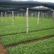 Fotos Fazenda Aliança