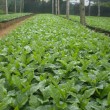 Fotos Fazenda Aliança