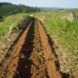 Fotos Fazenda Aliança
