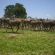 Fotos Fazenda Aliança
