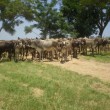Fotos Fazenda Aliança