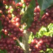 Fotos Fazenda Aliança