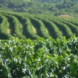 Fotos Fazenda Aliança