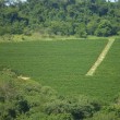 Fotos Fazenda Aliança