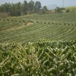 Fotos Fazenda Aliança