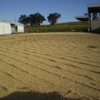 Fotos Fazenda Aliança