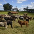 Fotos Fazenda Aliança