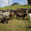 Fotos Fazenda Aliança