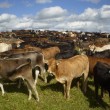 Fotos Fazenda Aliança