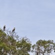 Fotos Fazenda Aliança
