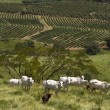 Fotos Fazenda Aliança