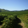 Fotos Fazenda Aliança