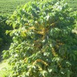 Fotos Fazenda Aliança