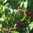 Fotos Fazenda Aliança