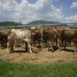 Fotos Fazenda Aliança