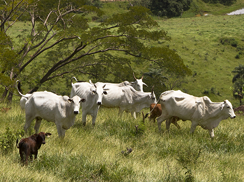 Cattle breeding